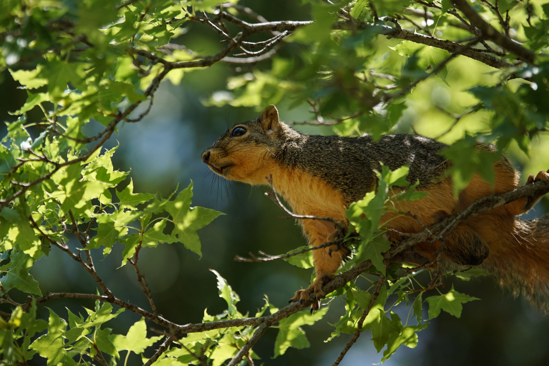 Squirrel